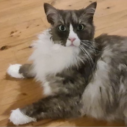 Benny cat lost 28 dec